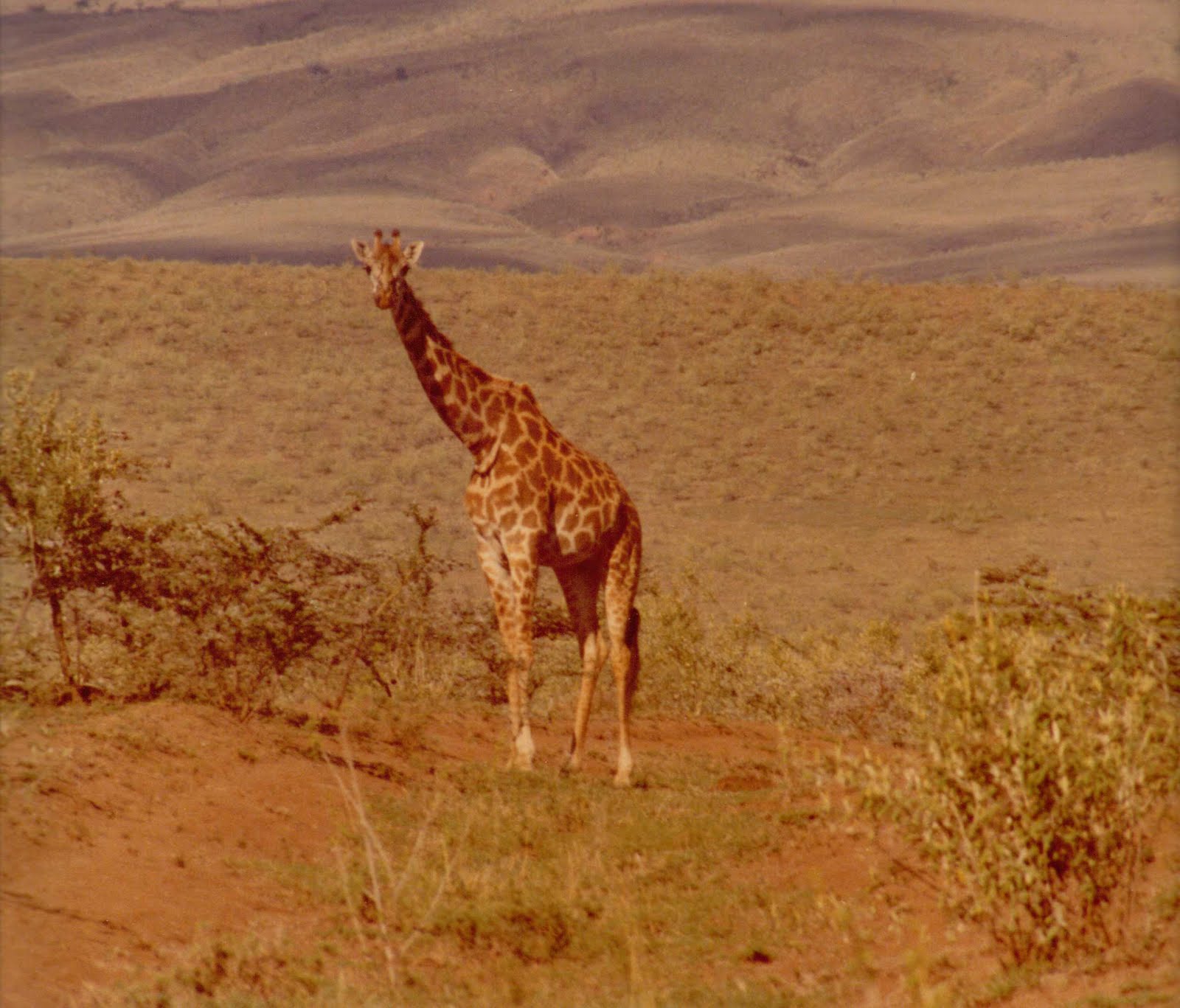 9 cuộc di cư hoang d&atilde; ngoạn mục nhất thế giới